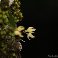 Bulbophyllum maskeliyense Livera